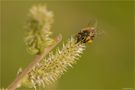 Fleißiges Bienchen.... von Thomas Meinersmann 