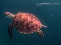 seaturtle von dna Photografix