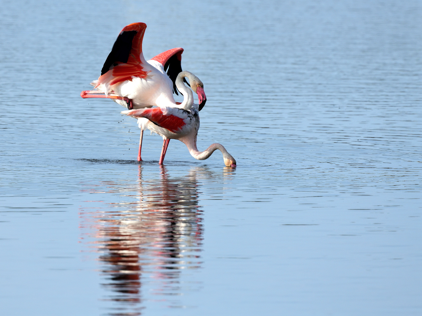 7_Flamingo Yoga, Dienstag Spiegeltag 