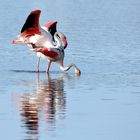 7_Flamingo Yoga, Dienstag Spiegeltag 