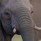 7L7A6325Elefant4jpg-SAI-motion