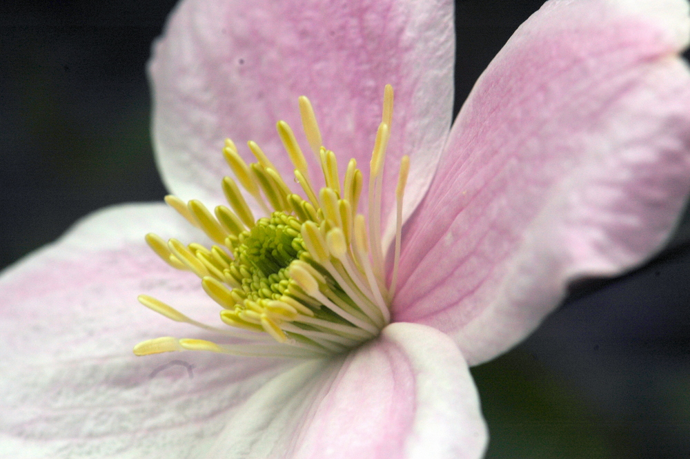 8 05 2010 Clematis