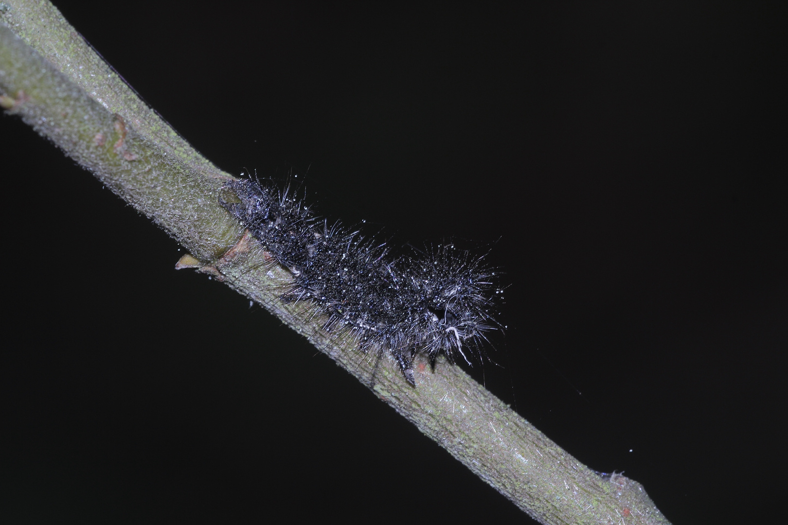 (8) Auch die Raupe des SCHÖNBÄRs (CALLIMORPHA DOMINULA) ...