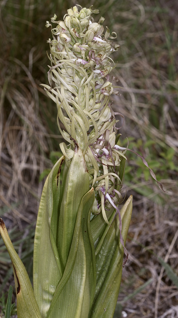 (8) Auflösung des letzten Wochenendrätsels: Die BOCKS-RIEMENZUNGE (HIMANTOGLOSSUM HIRCINUM))