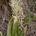 (8) Auflösung des letzten Wochenendrätsels: Die BOCKS-RIEMENZUNGE (HIMANTOGLOSSUM HIRCINUM))