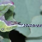 (8) Auflösung Donnerstagsrätsel von vorgestern: Raupe des Großen Gabelschwanzes ...