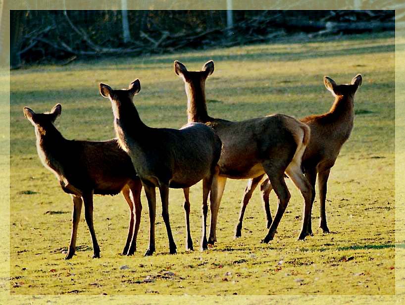 8 Augen sehen mehr als 2