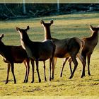 8 Augen sehen mehr als 2