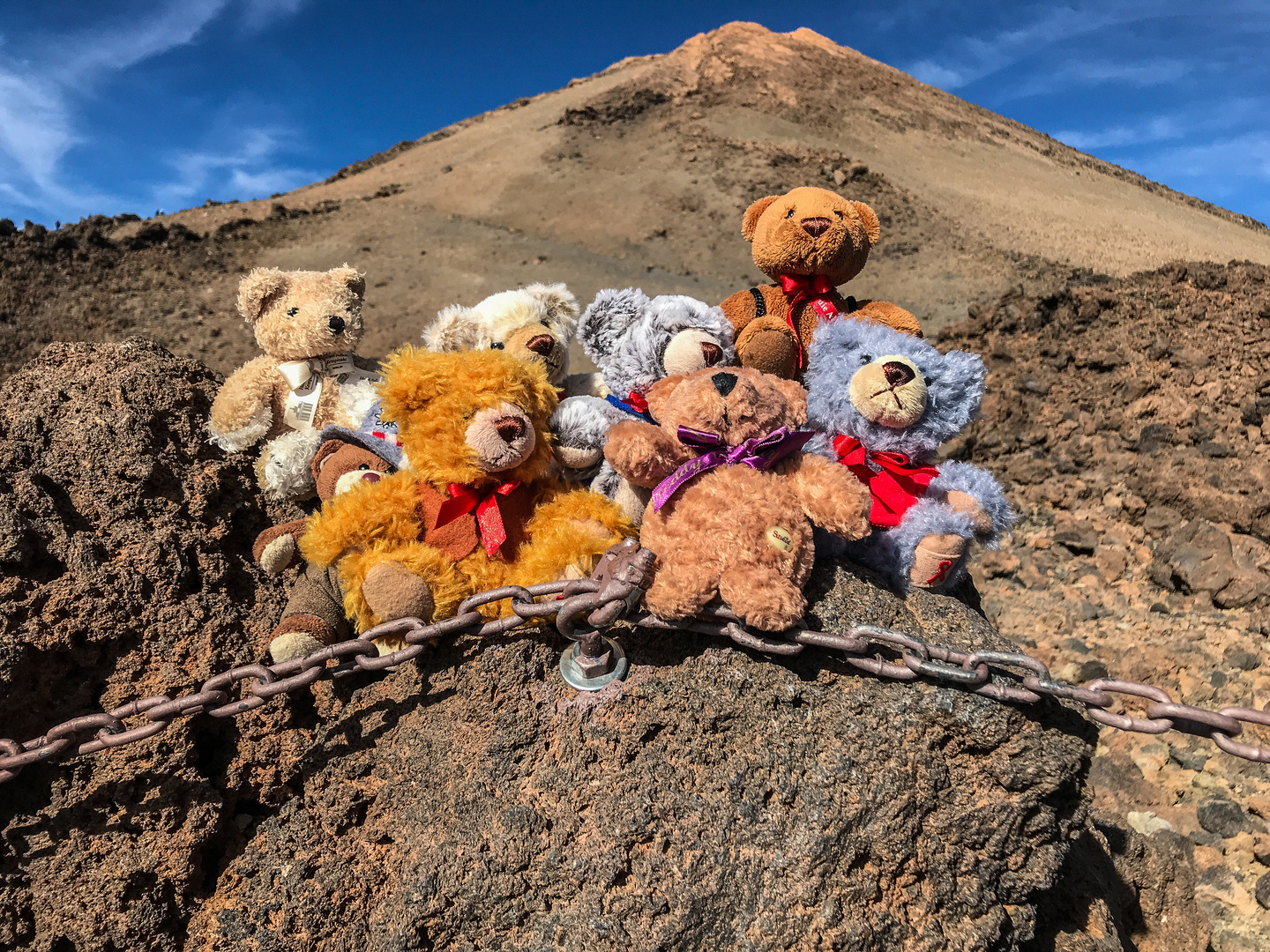 8 Bären vor dem Teide in Teneriffa