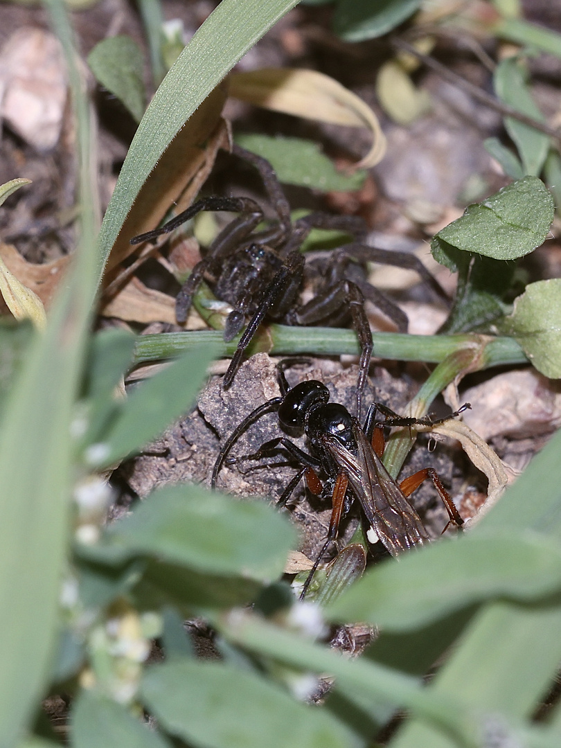 (8) "Beifang" aus der Wildbienenkolonie in Neukappl/Opf., Sommer 2019