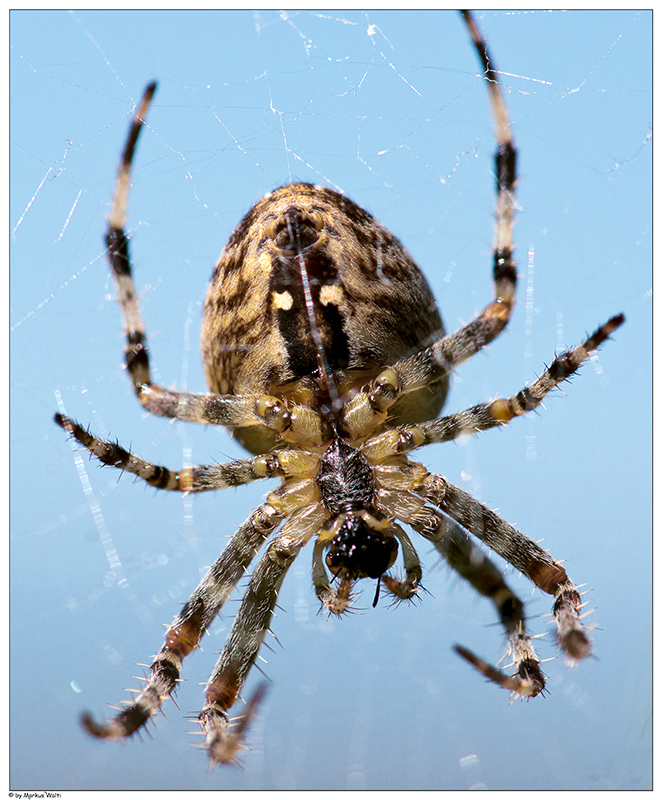 8 Beine Foto & Bild tiere, wildlife, spinnen Bilder auf 8 Beine Foto & Bild tiere, wildlife, spinnen Bilder auf