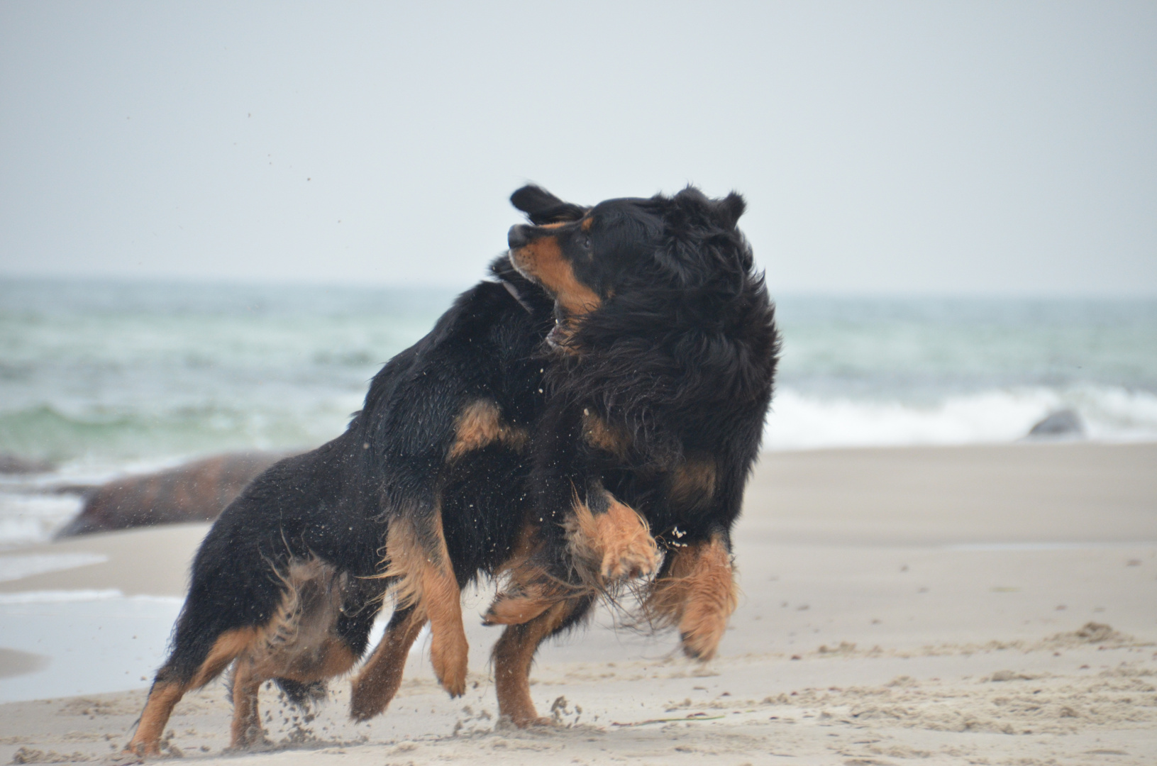 8 Beine aber zwei Hunde