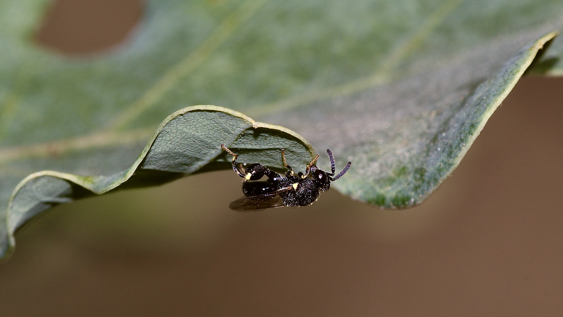 (8) BRACHYMERIA MINUTA ...