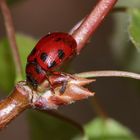 (8) Brutfürsorge beim Blattkäfer GONIOCTENA DECEMNOTATA ...