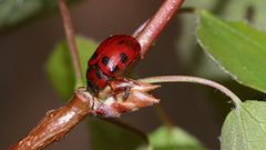 (8) Brutfürsorge beim Blattkäfer GONIOCTENA DECEMNOTATA ...