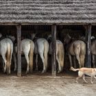 8 Chevaux de Camargue