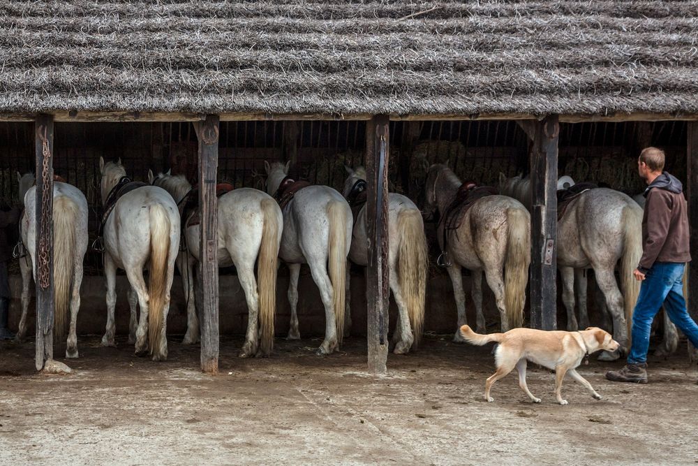 8 Chevaux de Camargue