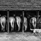 8 Chevaux de Camargue - en noir et blanc