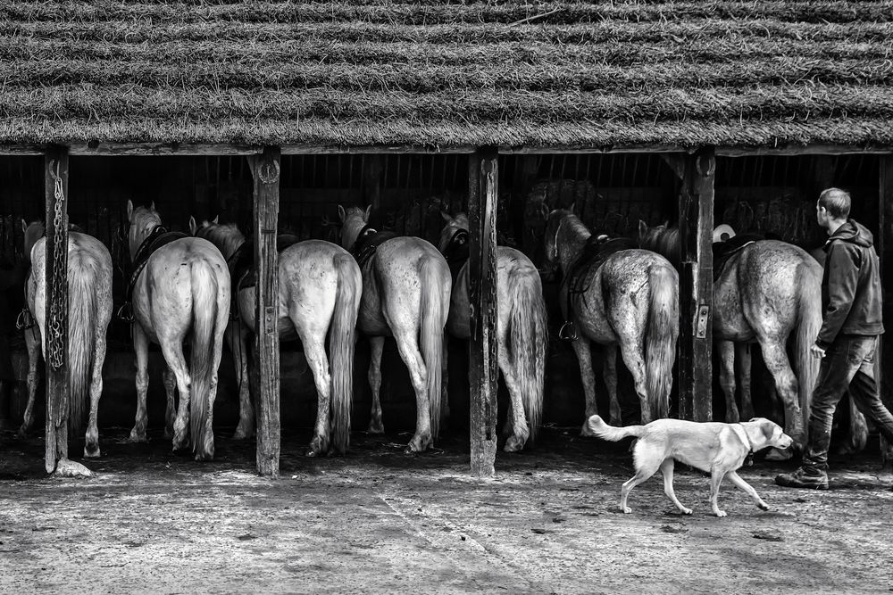 8 Chevaux de Camargue - en noir et blanc