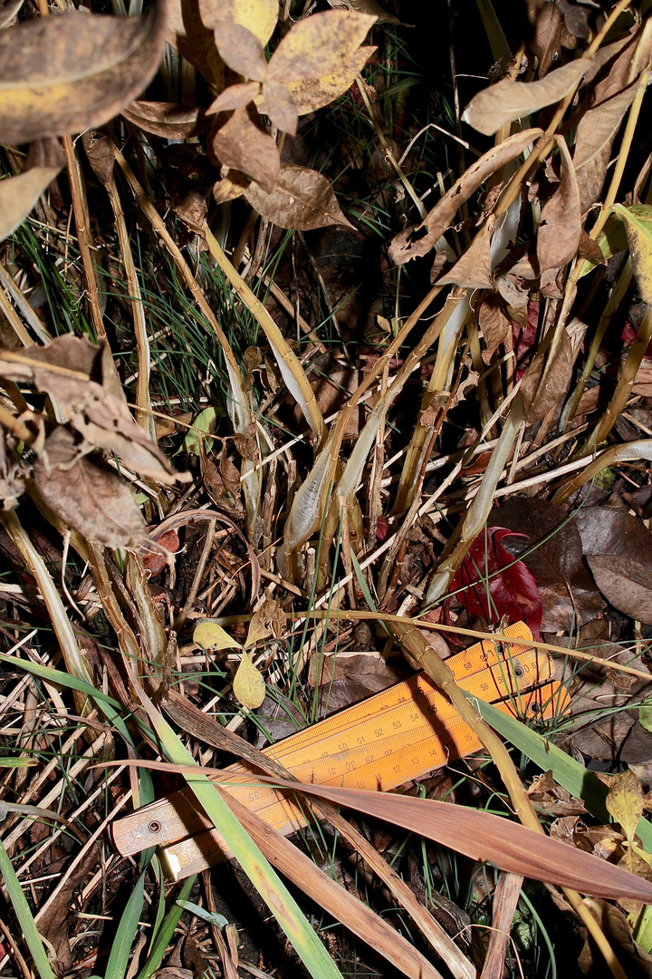 (8) Das seltene BANDEIS (ice ribbons, ein Basikryogen) im Garten !!!