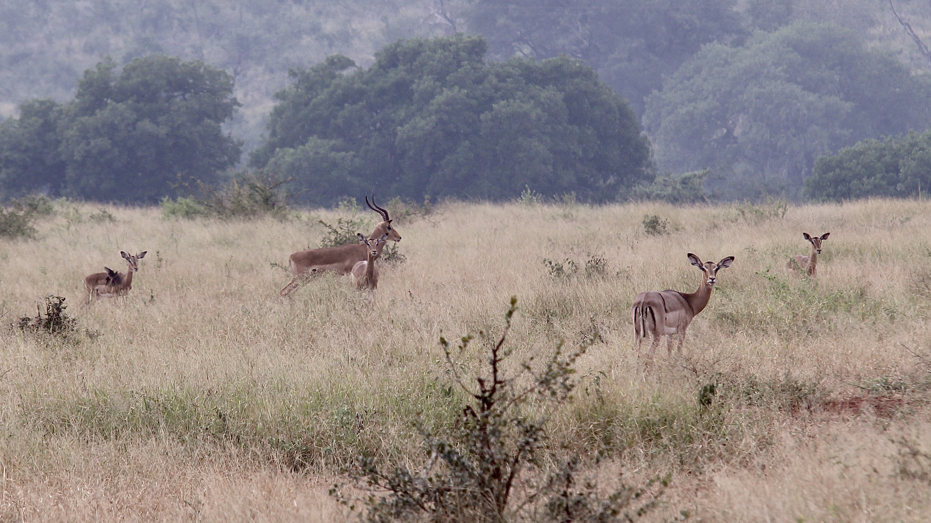 (8) Den Rotschnäbeligen = Rotschnabel-Madenhacker = Red-billed Oxpecker ...