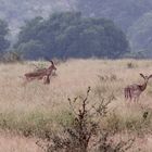 (8) Den Rotschnäbeligen = Rotschnabel-Madenhacker = Red-billed Oxpecker ...