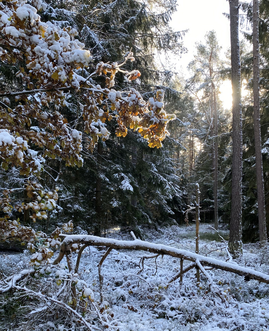 (8) Der erste richtige Schnee diesen Winter - ein wunderschöner Sonntagmorgen-Spaziergang