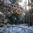 (8) Der erste richtige Schnee diesen Winter - ein wunderschöner Sonntagmorgen-Spaziergang