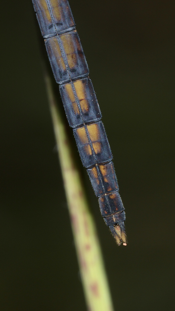 (8) Der Kleine Blaupfeil (Orthetrum coerulescens) - Fortsetzung von 2021