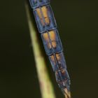 (8) Der Kleine Blaupfeil (Orthetrum coerulescens) - Fortsetzung von 2021