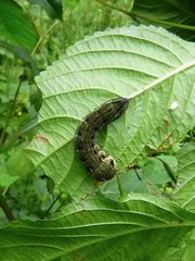 (8) Der MITTLERE WEINSCHWÄRMER (DEILEPHILA ELPENOR) ... 