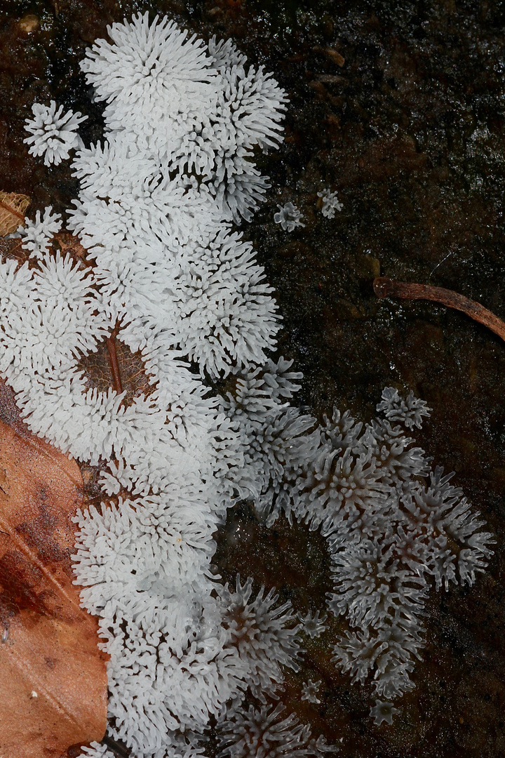 (8) Der Schleim"pilz" CERATOMYXIA FRUTICULOSA und seine Entwicklung: ...