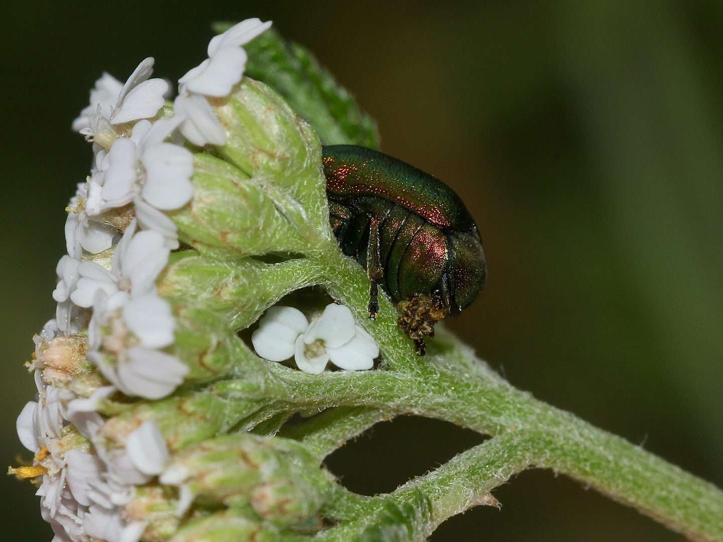 (8) Der Seidenhaarige Fallkäfer (Cryptocephalus sericeus)