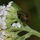 (8) Der Seidenhaarige Fallkäfer (Cryptocephalus sericeus)