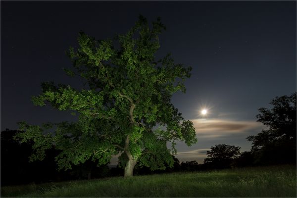 (8) Die alte Huteeiche und der Schweinehirt