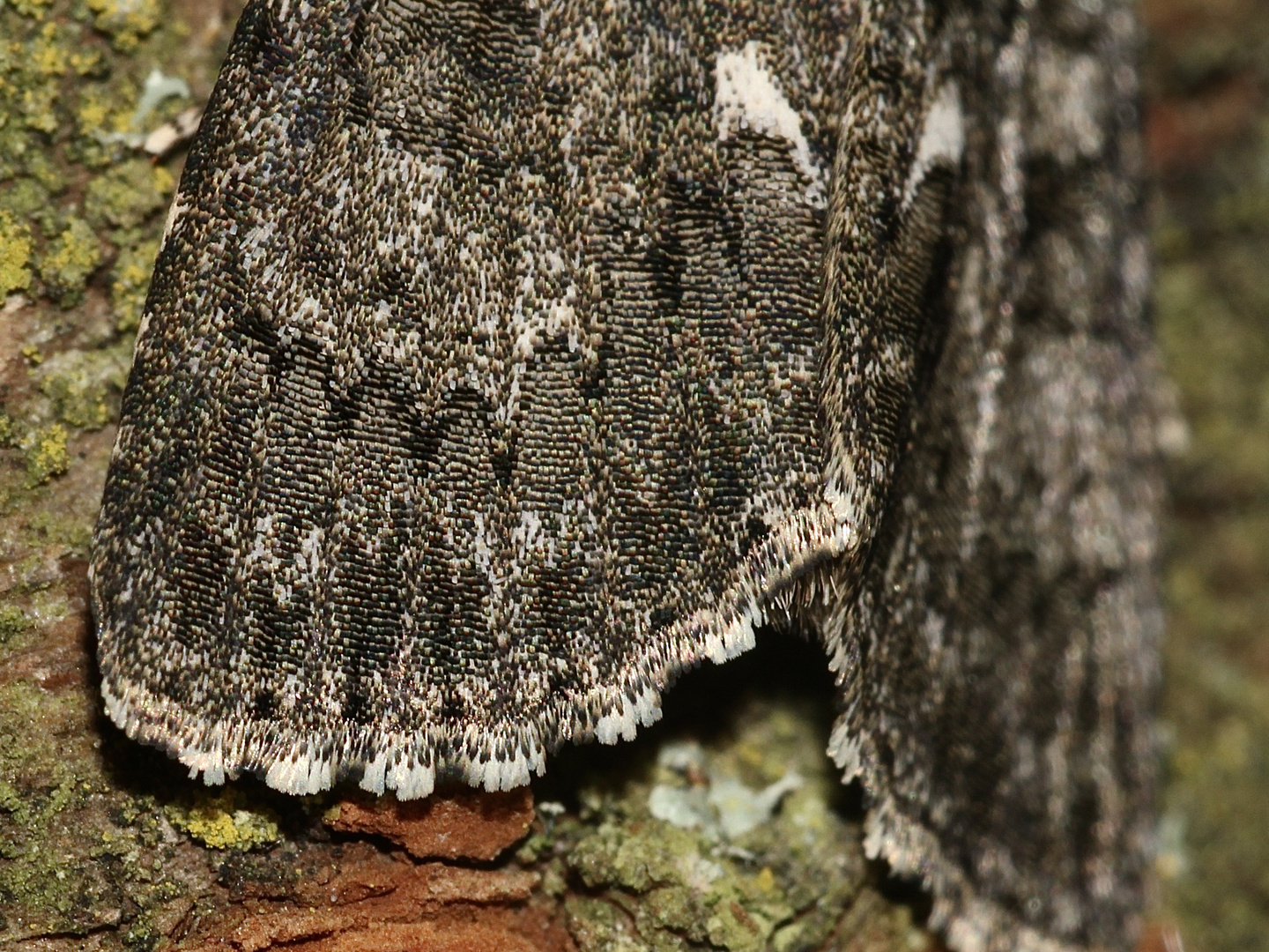 (8) Die Ampfer-Rindeneule (Acronicta rumicis)