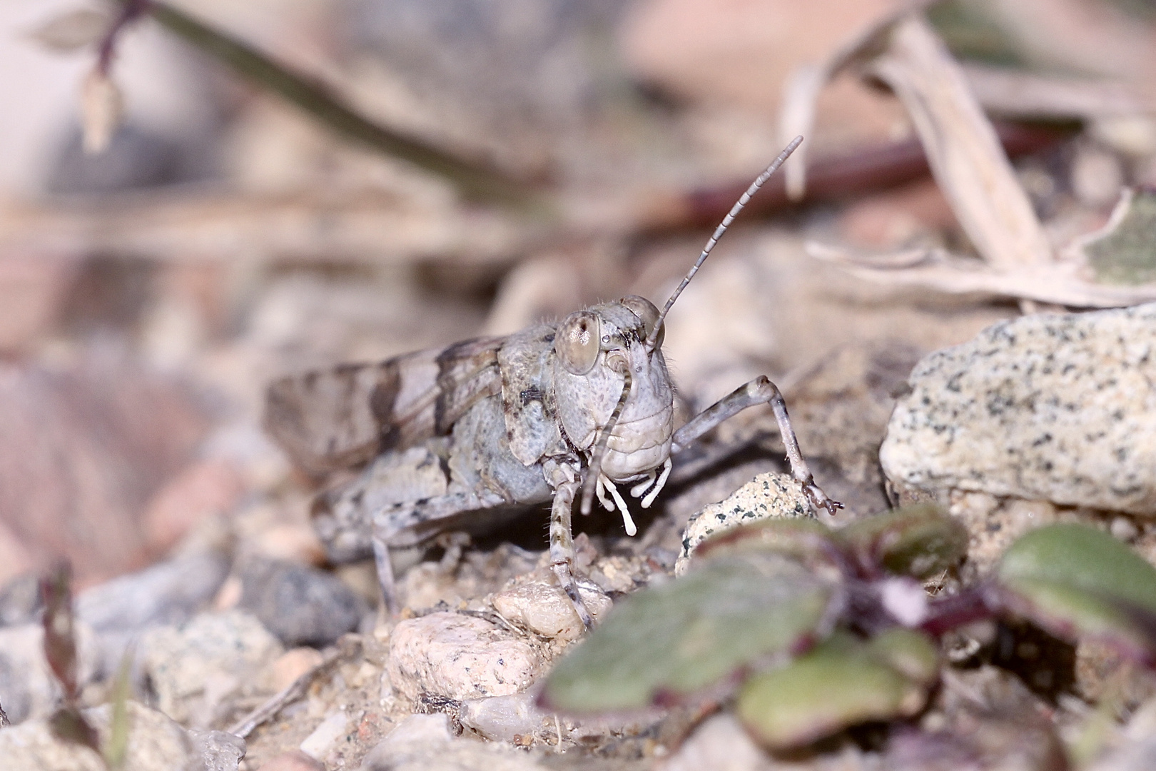 (8) Die Blauflügelige Sandschrecke (Sphingonotus caerulans)