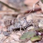 (8) Die Blauflügelige Sandschrecke (Sphingonotus caerulans)