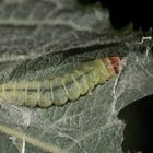 (8) Die Buchenmotte oder "Sängerin" (Diurnea fagella) - ...