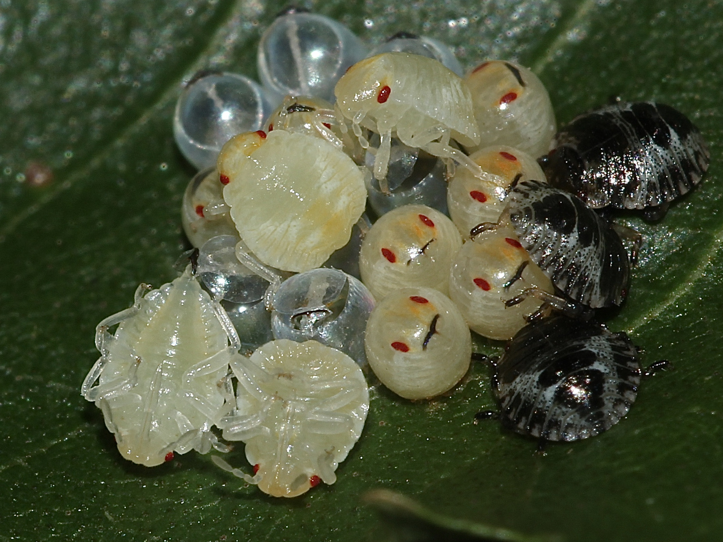 (8) Die Entwicklung der Rotbeinigen Baumwanze (Pentatoma rufipes)