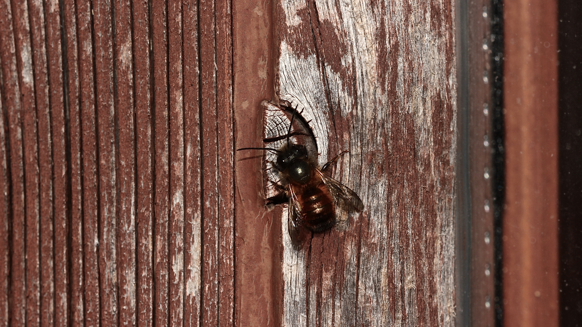 (8) Die ersten Wildbienen im Garten 2018