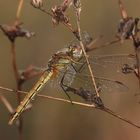 (8) Die Frühe Heidelibelle (Sympetrum fonscolombii)