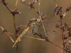 (8) Die Frühe Heidelibelle (Sympetrum fonscolombii)