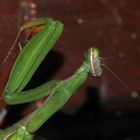 (8) Die Gemeine oder Europäische GOTTESANBETERIN (Mantis religiosa)
