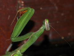 (8) Die Gemeine oder Europäische GOTTESANBETERIN (Mantis religiosa)