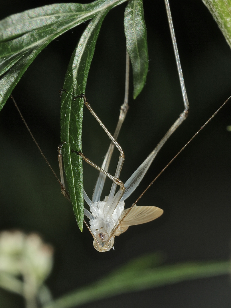 (8) Die Gemeine Sichelschrecke (Phaneroptera falcata)