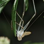 (8) Die Gemeine Sichelschrecke (Phaneroptera falcata)