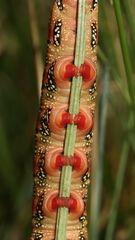 (8) Die knallbunte Raupe des Wolfsmilchschwärmers (Hyles euphorbiae), ...