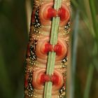 (8) Die knallbunte Raupe des Wolfsmilchschwärmers (Hyles euphorbiae), ...