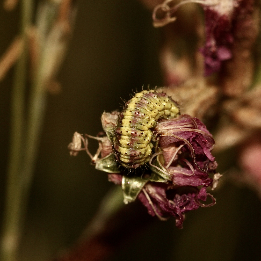 (8) Die Larve des Nelken-Kokonrüßlers (Hypera arator) - Nachtrag